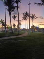 palm trees at sunset