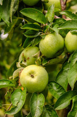 Growing organic green apples in the garden. Apple ripening season. Harvesting apples in autumn.