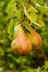Growing organic pears in the garden. Pear season. Harvesting pears in autumn.