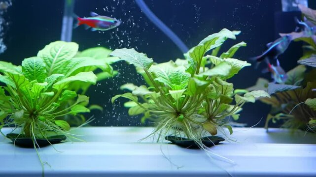 Peaceful Aquarium Habitat With Vibrant Fish And Aquatic Foliage Scenery