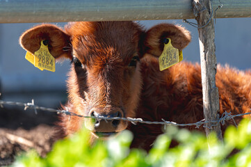 Young brown calf standing behind a fence in a green field, looking ahead. Akrotiri marsh, Cyprus