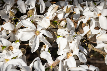 Weiße Blüten der Magnolie im Frühling