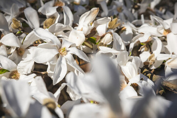 Weiße Blüten der Magnolie im Frühling