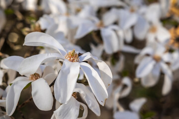 Weiße Blüten der Magnolie im Frühling