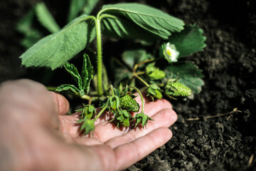 A young strawberry seedling bears fruit