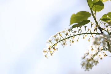 Beautiful blossoming plum tree with white flowers outdoors, closeup. Space for text