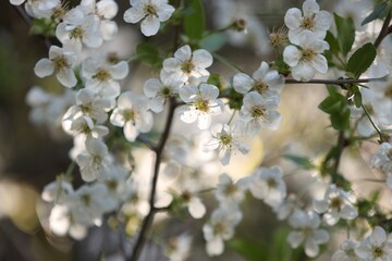 Beautiful blossoming plum tree with white flowers outdoors, closeup