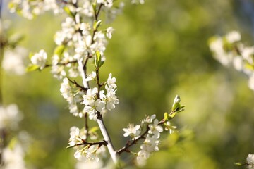 Beautiful blossoming plum tree with white flowers outdoors, closeup. Space for text