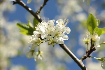 Beautiful blossoming plum tree with white flowers outdoors, closeup
