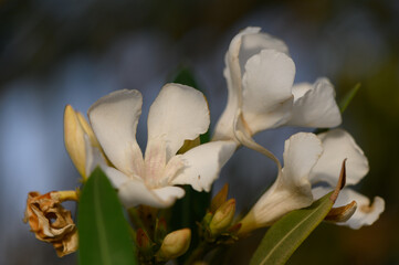 Cluster of white oleander flowers in full bloom. Delicate petals and green leaves under bright sunlight.