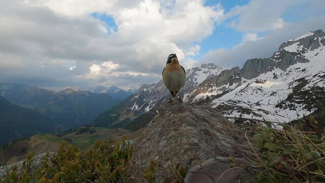 whinchat, Saxicola rubetra Stiaccino