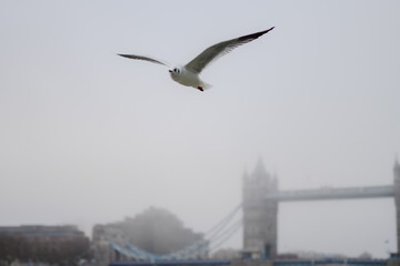 Close-up of seagull in flight over London