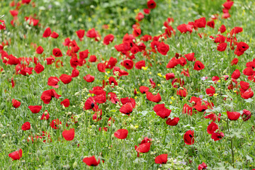 Beautiful red poppies blooming in a green field, creating a stunning natural landscape during the...