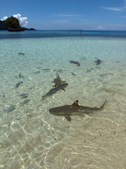 Shark point with lots of Reef sharks at Wayag island, Raja Ampat, West Papua
