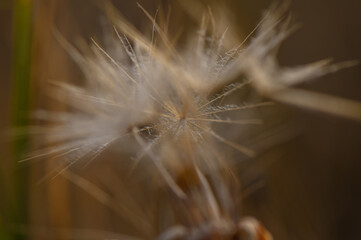 Fototapeta premium Delicate dandelion lit by warm golden sunset. Soft natural light enhances its fragile beauty.