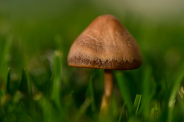 Close-up of wild mushrooms growing on lush green grass. Natural forest floor detail in sunlight.