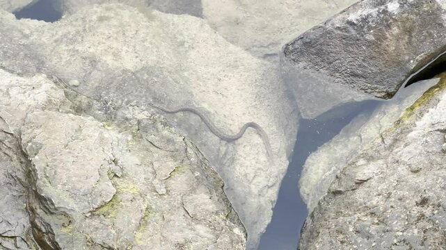 A viperine snake &ndash; Natrix maura &ndash; exits the water and climbs onto sunlit rocks, revealing its semi-aquatic nature and impressive hunting abilities in a freshwater habitat.
