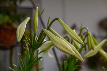 Elegant White Lilies on a Shrub in Mediterranean Garden