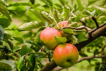 Growing organic apples in the garden. Apple ripening season. Harvesting apples in autumn.