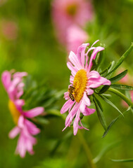 Growing autumn flowers. Pink asters bloomed in the garden in autumn.