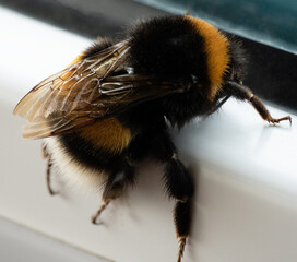 Close up macro of a bumblebee sitting on white background