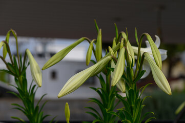 White Lilies Blooming on a Bush in Cyprus Garden