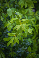 Fresh bay leaf. on the tree after rain with water drops. daphne tree.