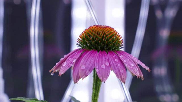 Radiant Echinacea Reveals Dewdrop Elegance Against Luminescent Strands