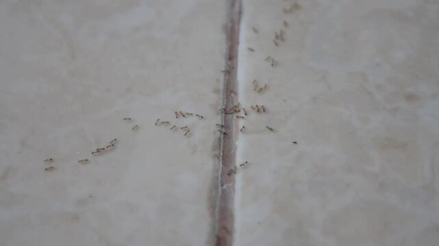 Footage of a swarm of ants on the floor.
May 19 2025
Pinrang, South Sulawesi Indonesia.