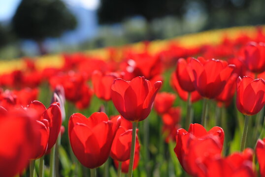 Red tulips fields - Powered by Adobe