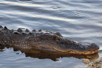 alligator in the swamp