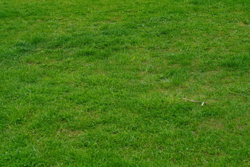 Freshly mown, well-groomed green lawn