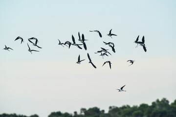 Southern Stilt, Himantopus melanurus in flight, Ansenuza National Park, Cordoba Province, Argentina