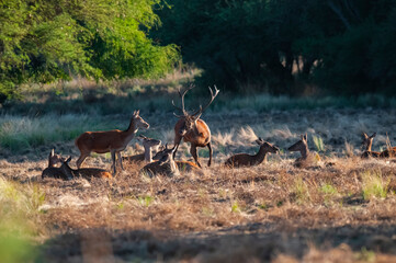 Red deer, Male roaring in La Pampa, Argentina, Parque Luro, Nature Reserve