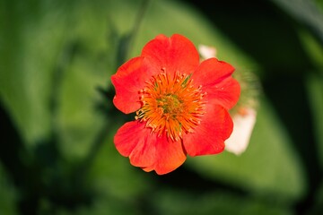 Fototapeta premium Orange flower close up.
