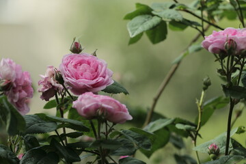 pink roses on the city street 