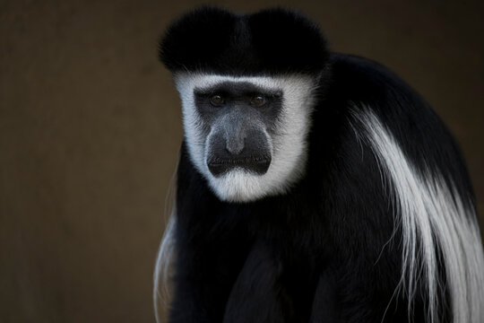The Mantled Guereza (Colobus guereza), also known simply as the Guereza, the Eastern Black-and-White Colobus, or the Abyssinian Black-and-White Colobus.