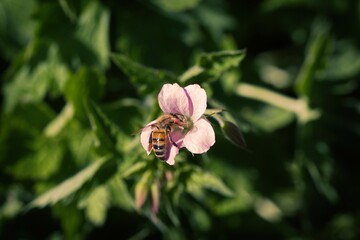 A honey bee entering a purple flower. © Wattophotos