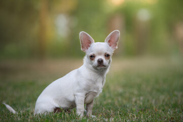 Portrait of a Chihuahua puppy in the grass