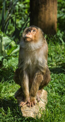 Monkey looking up and sitting surrounded by plants in a Lincolnshire zoo