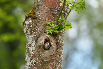 The sparrow flies out of the nest