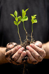 Man hands holding a green plant on soil.