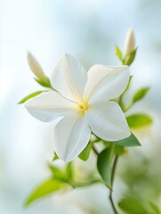 Naklejka premium Close-up of a white flower with a yellow center. the flower is in full bloom and is surrounded by green leaves. the background is blurred, making the flower the focal point of the image.