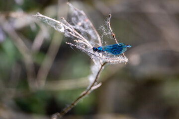Blaue Libelle