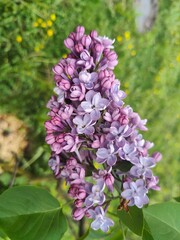 Obraz premium Close-up of blooming lilac flower outdoors. Detailed image of a vibrant lilac flower in full bloom with a soft-focus green background, perfect for spring or nature themes
