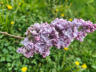 Purple lilac flower cluster in spring garden. Vibrant purple lilac flowers blooming on a branch, surrounded by green grass and yellow wildflowers in springtime
