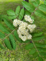 White rowan flowers blooming on green branch. Close-up of delicate white rowan flowers blooming on a branch with lush green leaves in a grassy outdoor setting