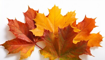 Obraz premium maple autumn leaves on white isolated background