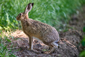 hare in the field close up