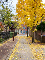 Naklejka premium Historic Philadelphia Street in Autumn with Yellow Leaves